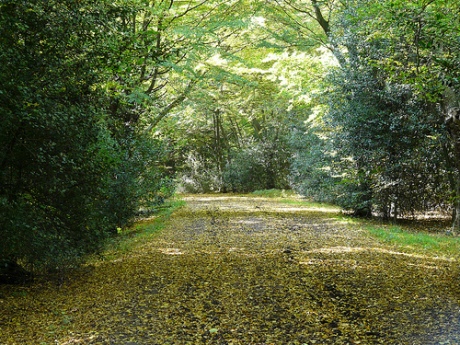 Epping Forest