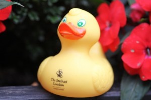 The Stafford Another Duck